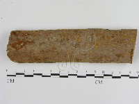 刺革菌屬藏品圖，第1張