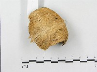 登錄號:F0002761藏品圖，第1張