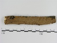 刺革菌屬藏品圖，第1張