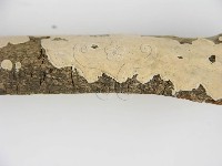 登錄號:F0002766藏品圖，第6張