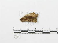 登錄號:F0002777藏品圖，第3張