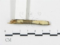 登錄號:F0002780藏品圖，第1張