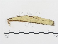 登錄號:F0002782藏品圖，第1張