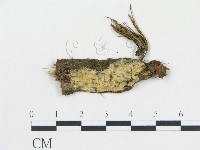 登錄號:F0002785藏品圖，第1張