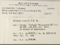 雲南無扣菌藏品圖，第2張