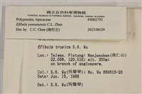 雲南無扣菌藏品圖，第4張