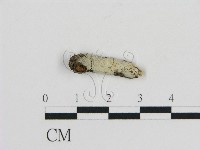 登錄號:F0002795藏品圖，第1張