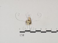 登錄號:F0002810藏品圖，第1張