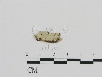 登錄號:F0002822藏品圖，第1張