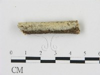 剛毛絲皮菌藏品圖，第1張