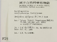 剛毛絲皮菌藏品圖，第2張
