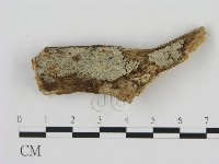 剛毛絲皮菌藏品圖，第1張