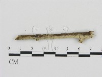 剛毛絲皮菌藏品圖，第1張