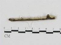 剛毛絲皮菌藏品圖，第3張