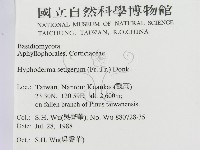 剛毛絲皮菌藏品圖，第2張