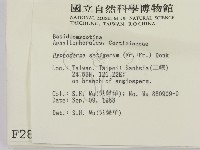 剛毛絲皮菌藏品圖，第2張