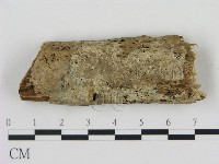 剛毛絲皮菌藏品圖，第1張