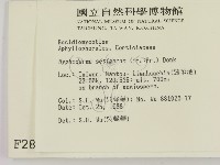 剛毛絲皮菌藏品圖，第2張