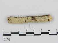 剛毛絲皮菌藏品圖，第1張