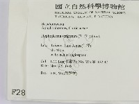 剛毛絲皮菌藏品圖，第2張