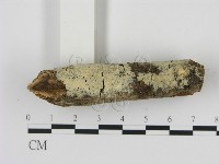 剛毛絲皮菌藏品圖，第1張