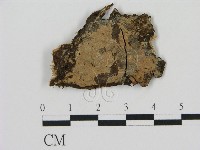 剛毛絲皮菌藏品圖，第1張