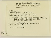 剛毛絲皮菌藏品圖，第2張