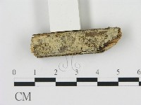 剛毛絲皮菌藏品圖，第1張