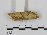 登錄號:F0002857藏品圖，第1張