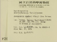 冇骨消絲齒菌藏品圖，第2張