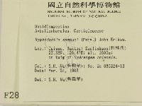 冇骨消絲齒菌藏品圖，第2張