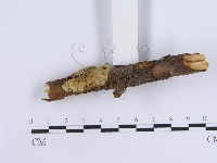 冇骨消絲齒菌藏品圖，第3張