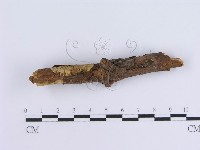 冇骨消絲齒菌藏品圖，第4張