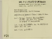 冇骨消絲齒菌藏品圖，第2張