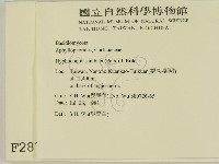 冇骨消絲齒菌藏品圖，第2張