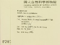 冇骨消絲齒菌藏品圖，第2張
