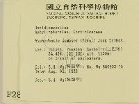 冇骨消絲齒菌藏品圖，第2張