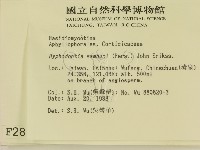 冇骨消絲齒菌藏品圖，第2張