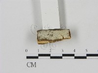 冇骨消絲齒菌藏品圖，第1張