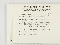 冇骨消絲齒菌藏品圖，第2張