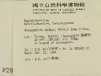 冇骨消絲齒菌藏品圖，第2張