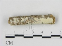 冇骨消絲齒菌藏品圖，第1張
