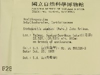 冇骨消絲齒菌藏品圖，第2張