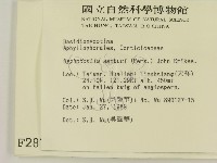 冇骨消絲齒菌藏品圖，第2張