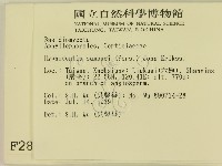 冇骨消絲齒菌藏品圖，第2張