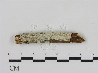 冇骨消絲齒菌藏品圖，第1張