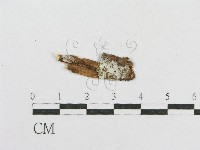 登錄號:F0002904藏品圖，第1張