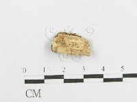 登錄號:F0002905藏品圖，第4張