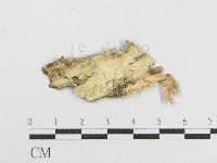 登錄號:F0002906藏品圖，第3張