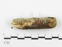 登錄號:F0002909藏品圖，第5張